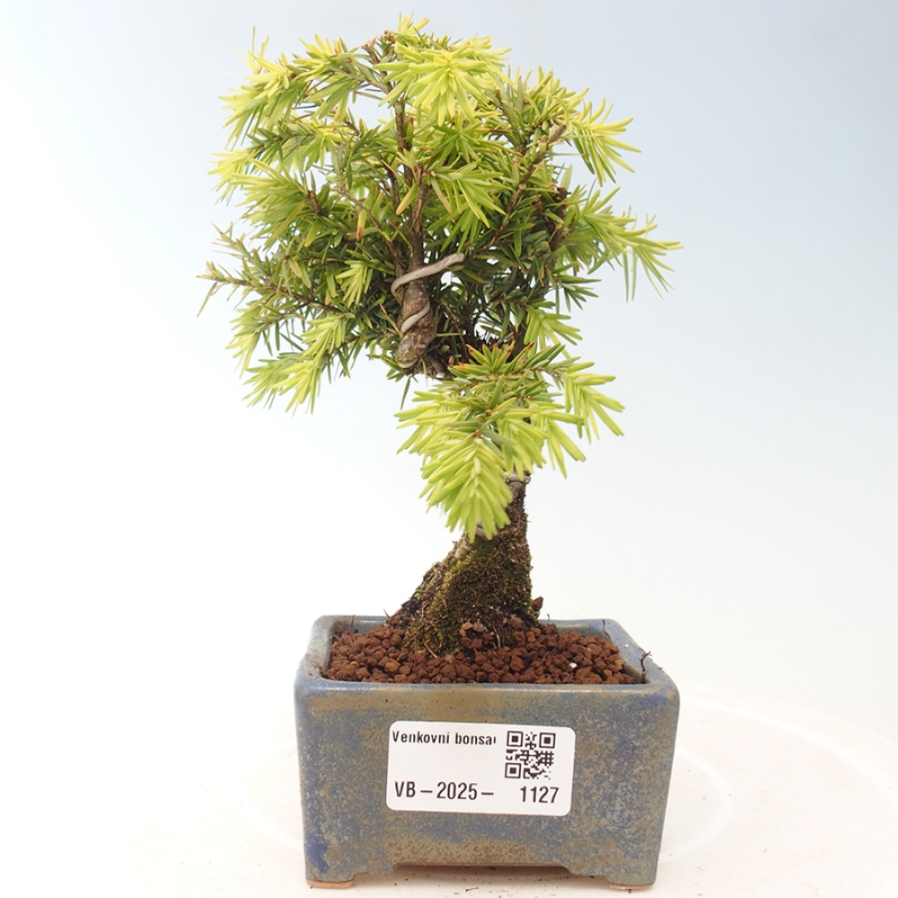 Bonsai zewnętrzne - Tsuga canadensis - Cykuta