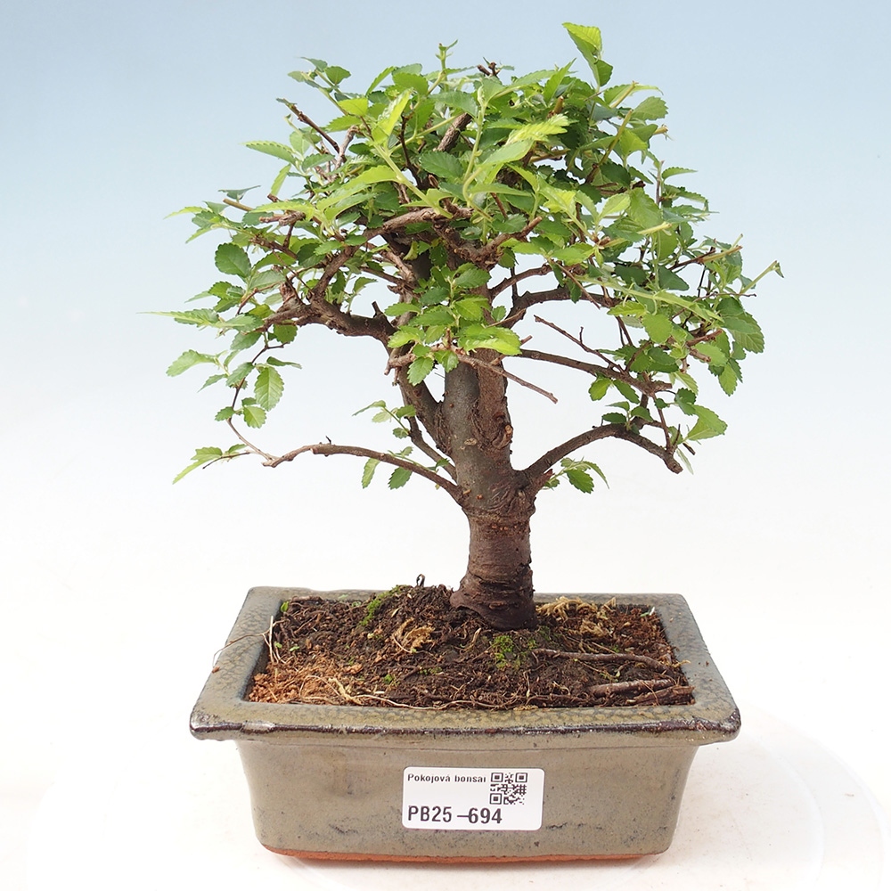 Bonsai wewnętrzne - Ulmus parvifolia - Wiąz drobnolistny