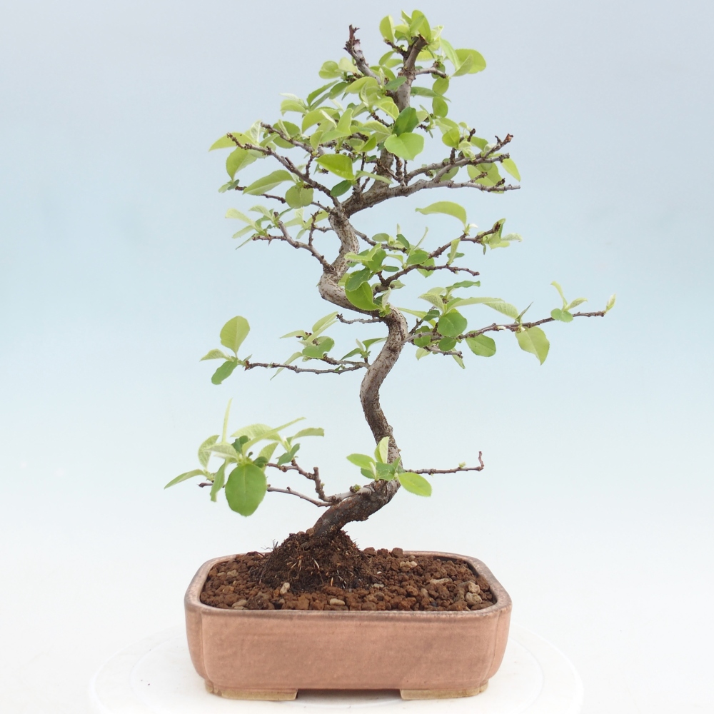 Bonsai zewnętrzne - Chaneomeles chinensis