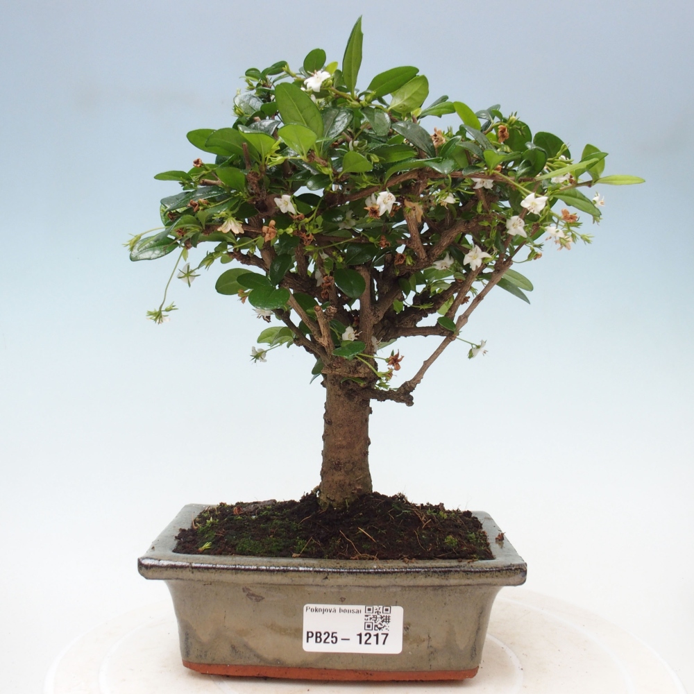 Bonsai wewnętrzne - Carmona makrophylla - Herbata Fuki
