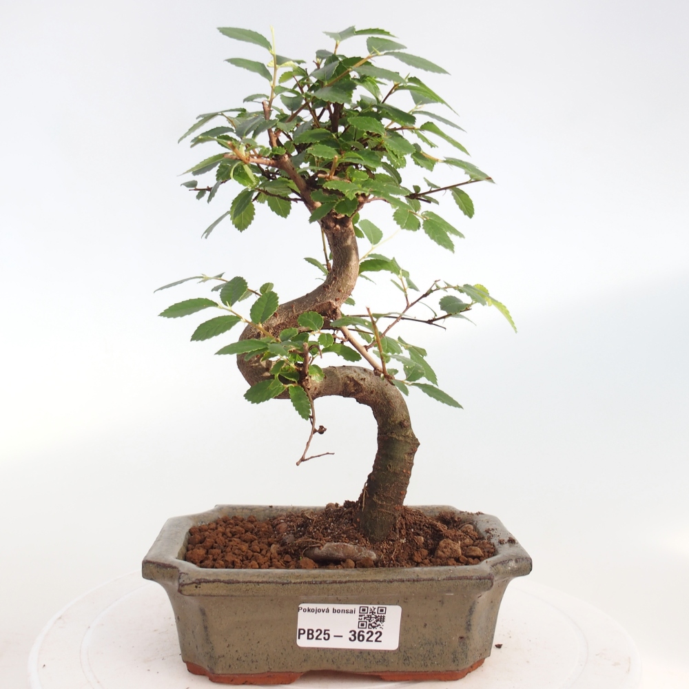 Pokój bonsai - Ulmus parvifolia - Wiąz drobnolistny