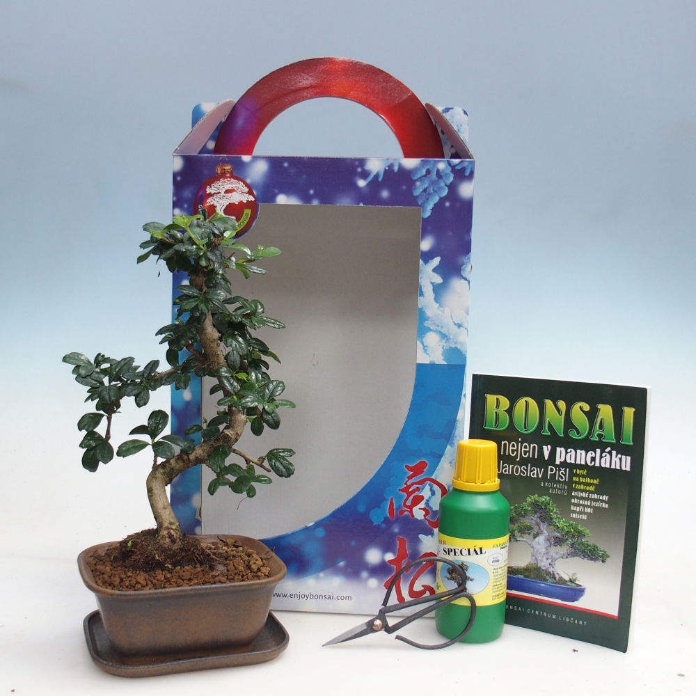 Bonsai pokojowe w pudełku upominkowym Carmona microphylla - Tea fuki