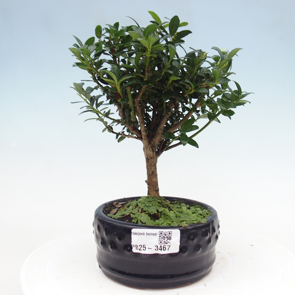 Pokój bonsai - Ilex crenata - Ostrokrzew