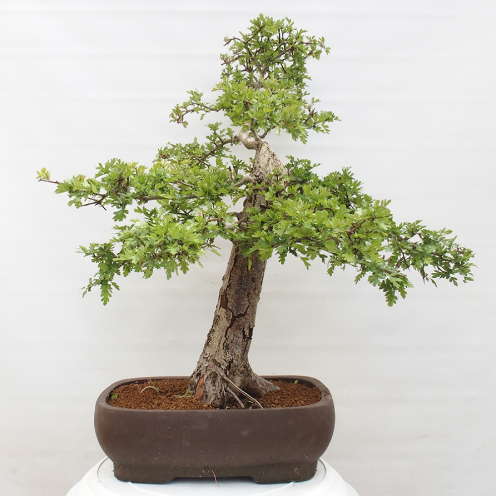 Bonsai zewnętrzne - Głóg - Crataegus monogyna