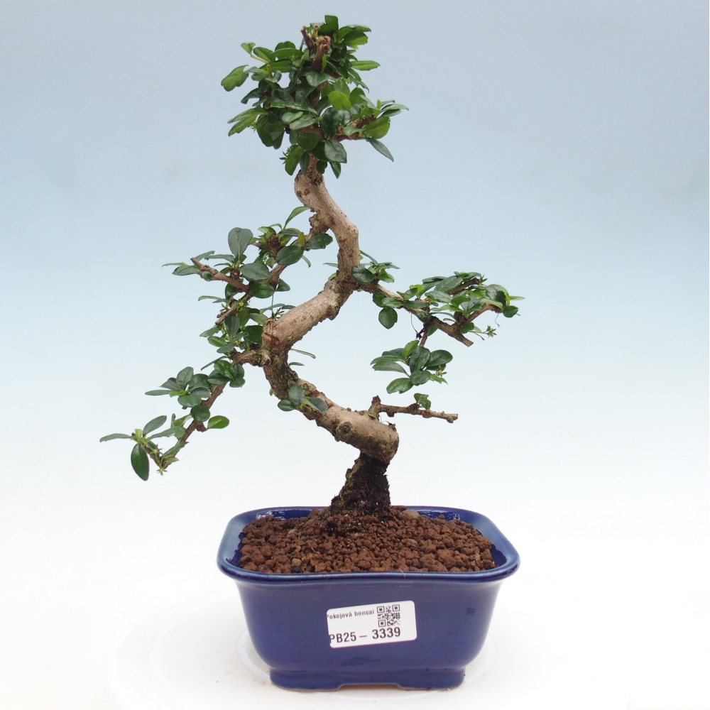 Bonsai wewnętrzne - Carmona makrophylla - Herbata Fuki