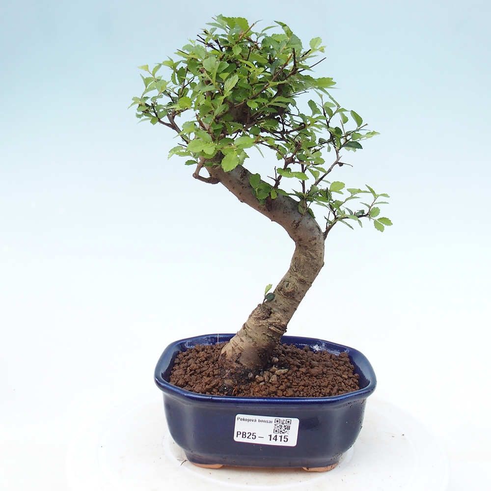 Bonsai wewnętrzne - Ulmus parvifolia - Wiąz drobnolistny