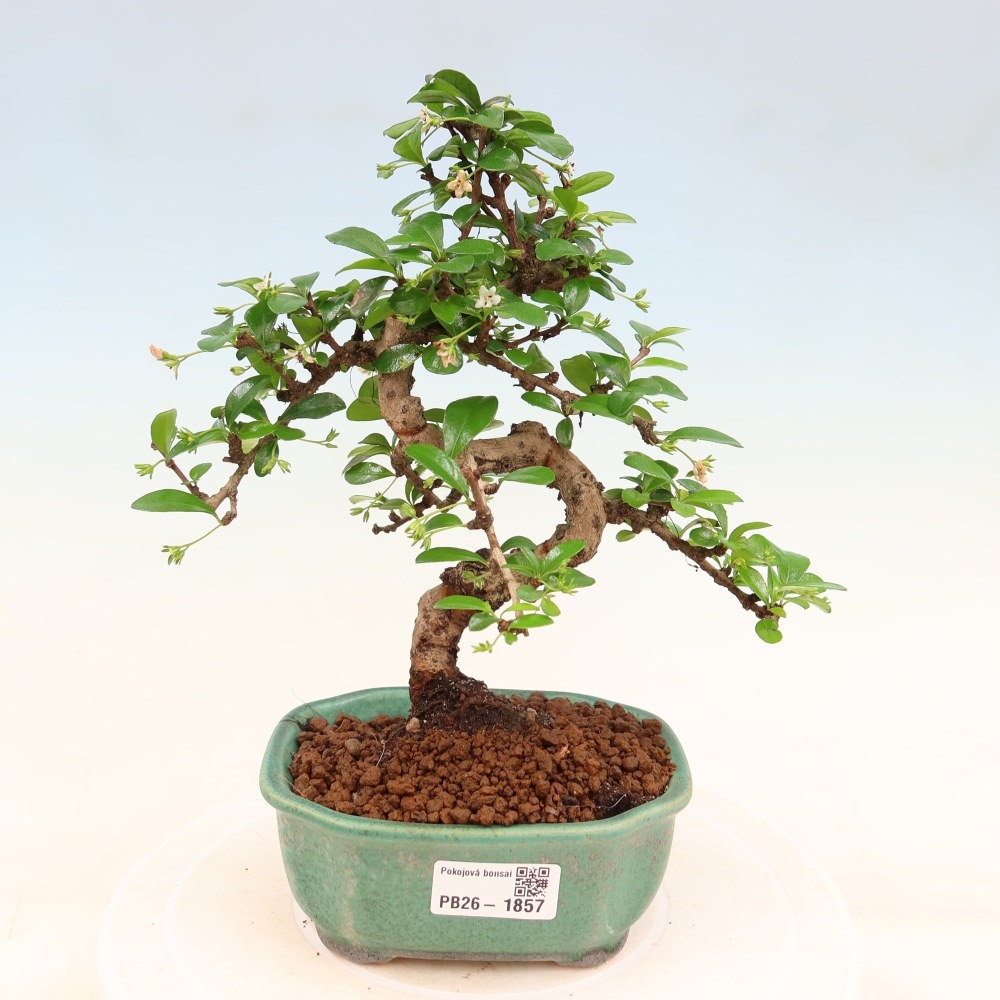 Bonsai pokojowe - Carmona macrophylla - Tea fuki