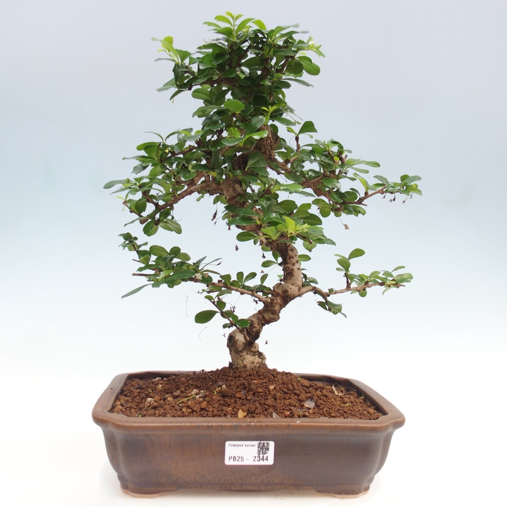 Pokój bonsai - Carmona macrophylla - Tea fuki