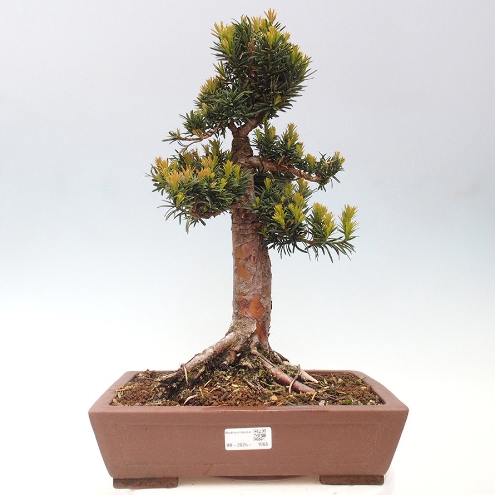 Bonsai na zewnątrz - Taxus cuspidata - cis japoński