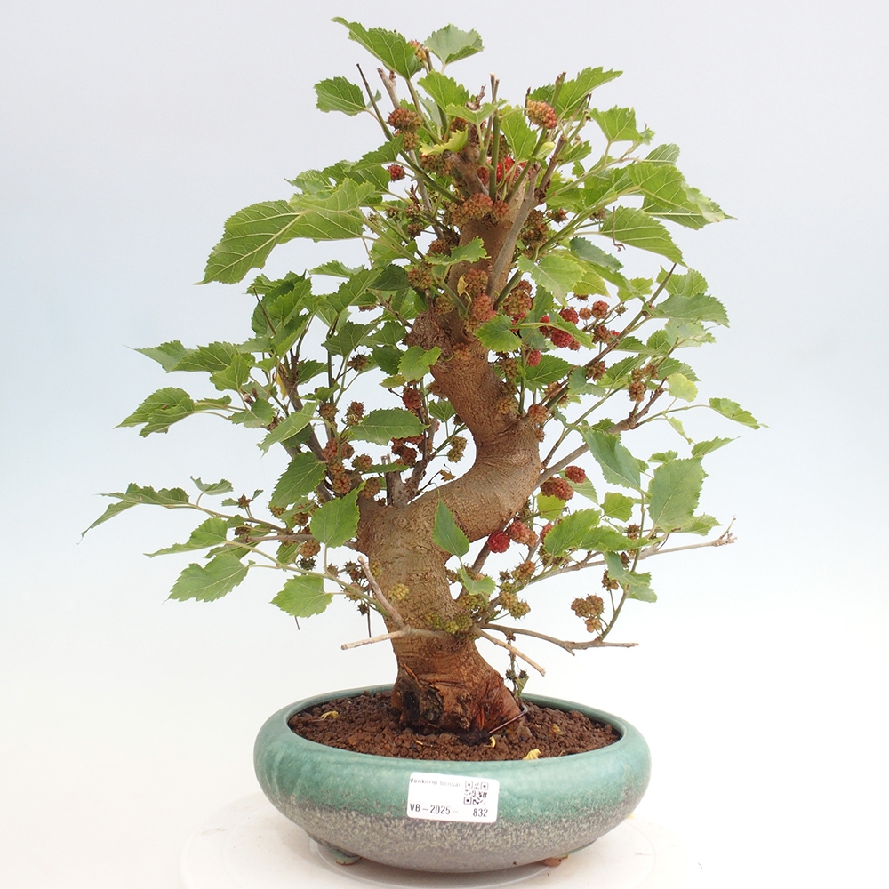Bonsai outdoor - Morus alba - morwa