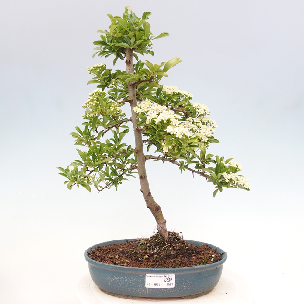 Outdoor Bonsai-Pyracanta Teton-Piekarnia