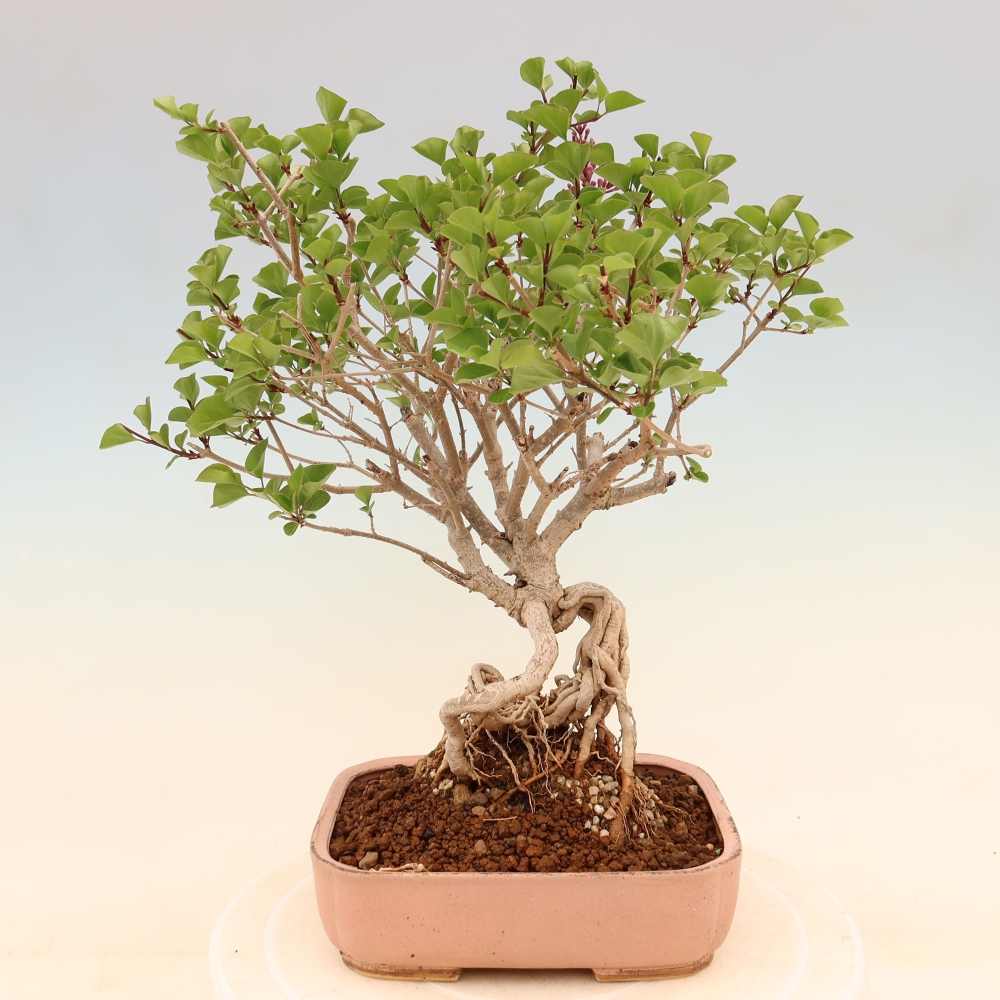 Outdoor bonsai - Syringa microphylla - liliowiec drobnokwiatowy