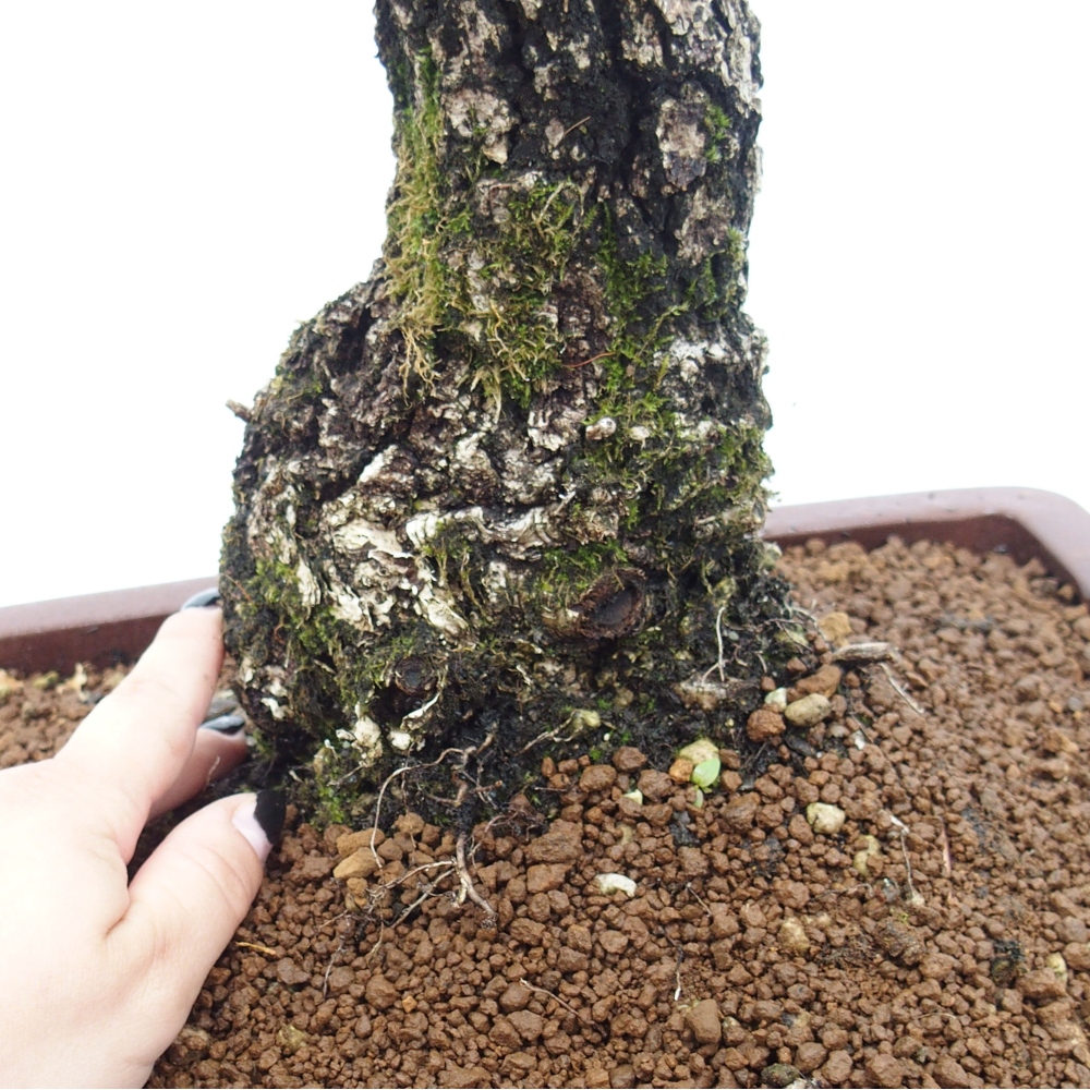 Yamadori - Quercus Ilex - Dąb ostrokrzewowy