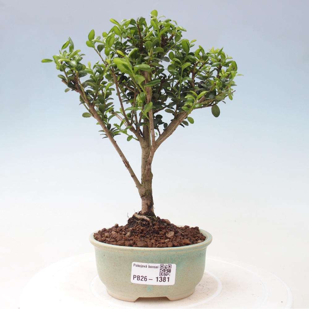 Pokój bonsai - Ilex crenata - Ostrokrzew