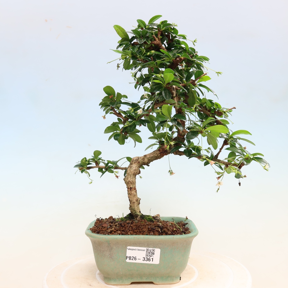 Bonsai pokojowe - Carmona macrophylla - Tea fuki