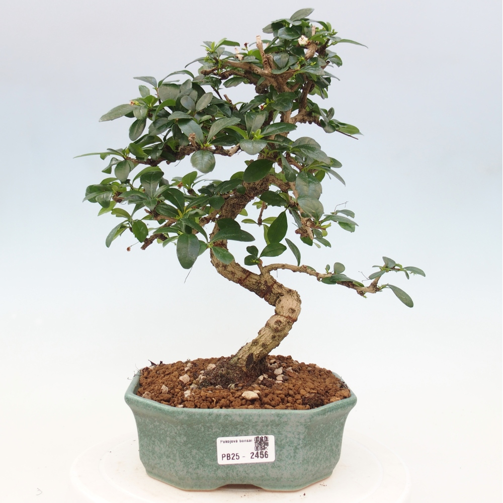 Pokój bonsai - Carmona macrophylla - Tea fuki