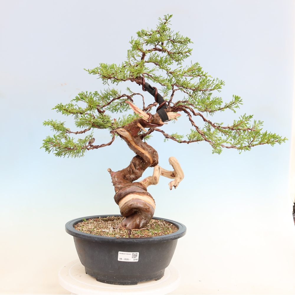Bonsai ogrodowe – Juniperus chinensis Itoigawa – jałowiec chiński
