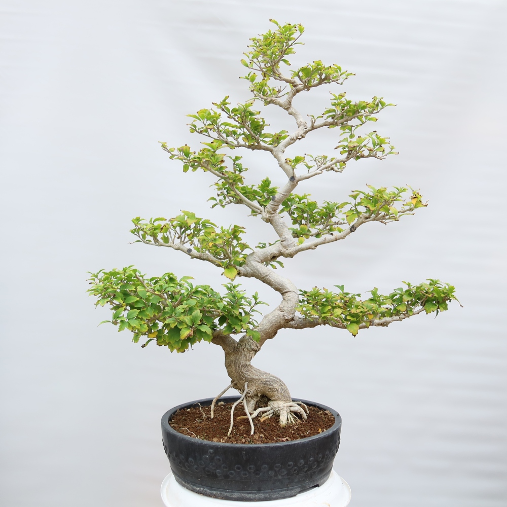 Bonsai ogrodowe – Hibiscus syriacus – hibiskus syryjski