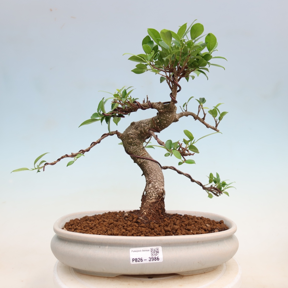 Pokój bonsai - Ficus kimmen - figowiec drobnolistny