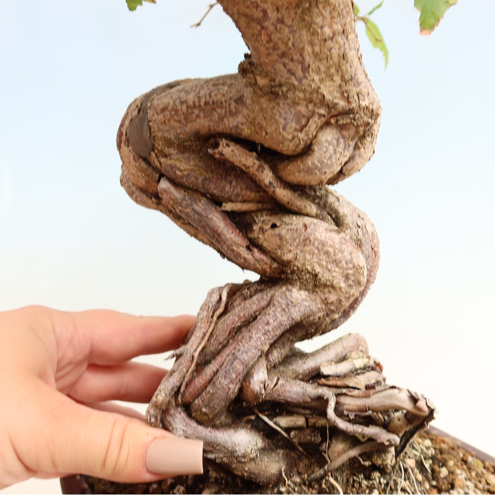 Outdoor bonsai - Carpinus CARPINOIDES - grab koreański