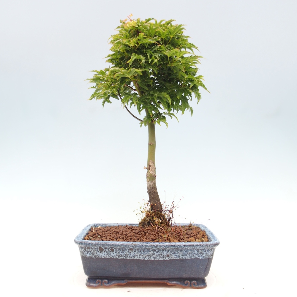 Bonsai zewnętrzne - klon Acer palmatum Shishigashira