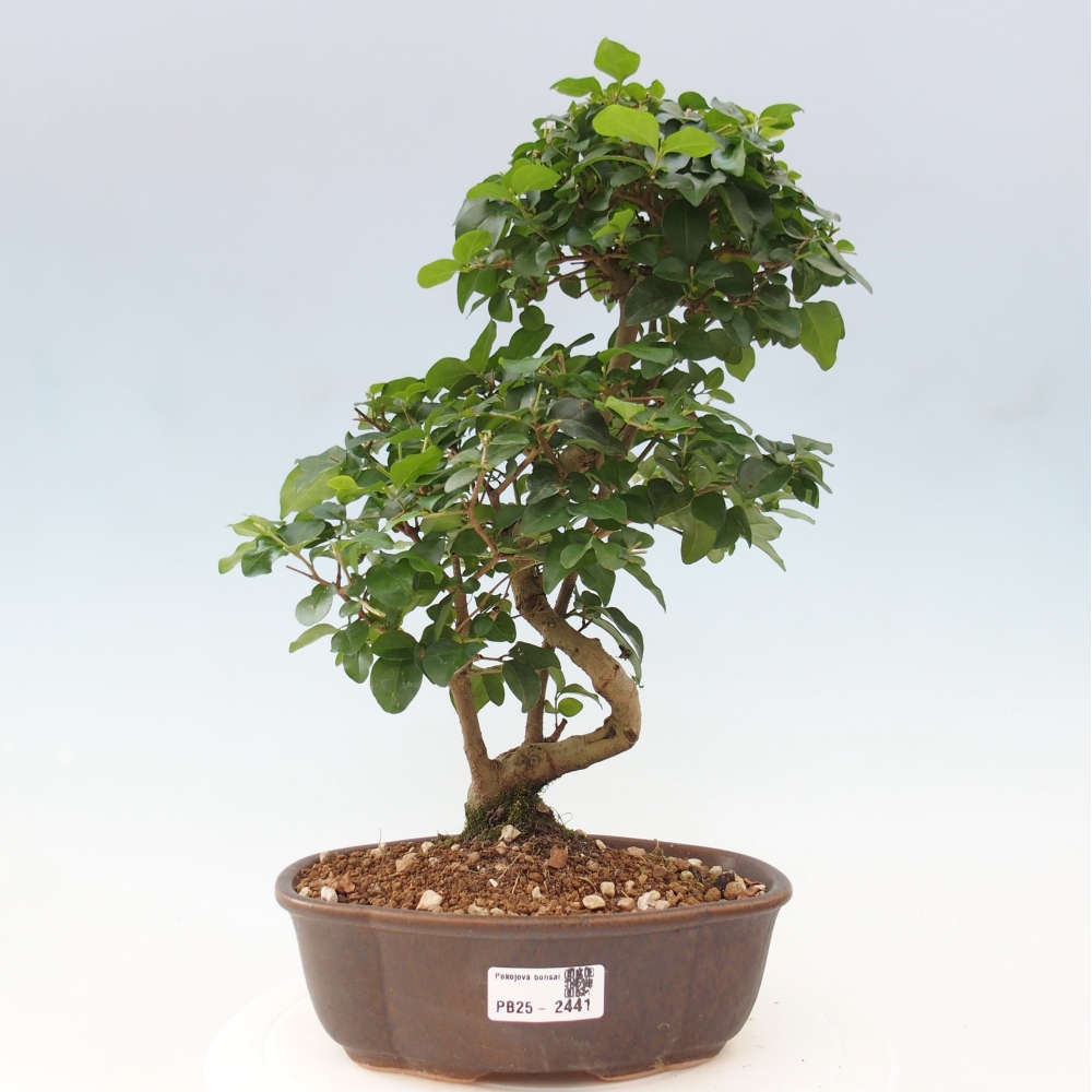 Indoor bonsai -Ligustrum chinensis - dziób ptaka