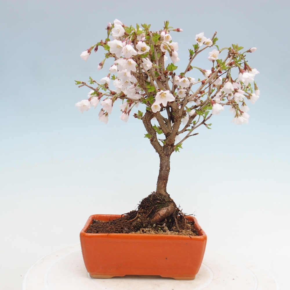 Outdoor bonsai - Prunus incisa Kojou-no mai-Plivon wycięty