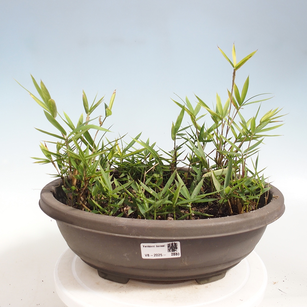Bonsai zewnętrzne - Pleioblastus argenteostriatus f.pumilus - Bambus karłowaty