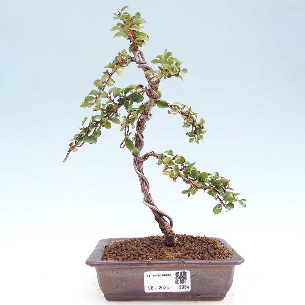 Plenerowe bonsai - Irga pozioma - Drzewo skalne