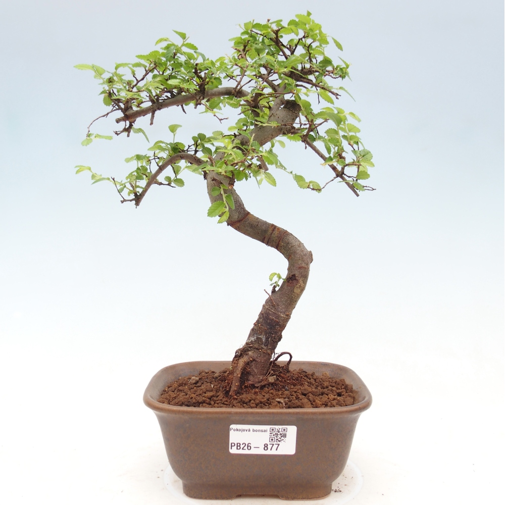 Pokój bonsai - Ulmus parvifolia - Wiąz drobnolistny