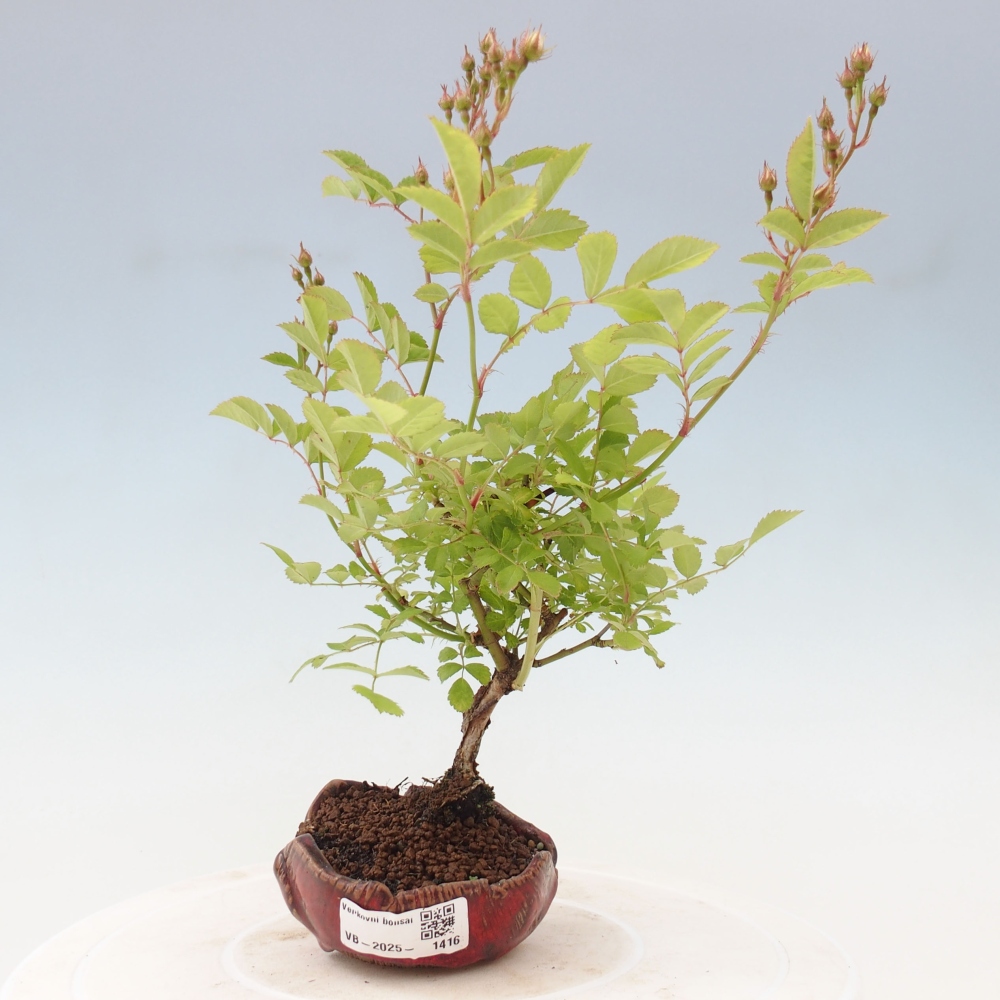 Bonsai na zewnątrz - Rosa sp. - róża drobnokwiatowa