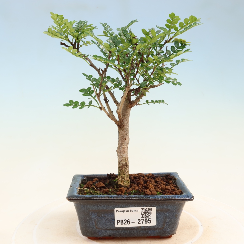 Pokój bonsai - Zantoxylum piperitum - drzewo pieprzowe