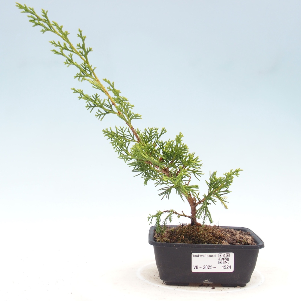 Outdoor bonsai - Juniperus chinensis Itoigawa - Jałowiec chiński