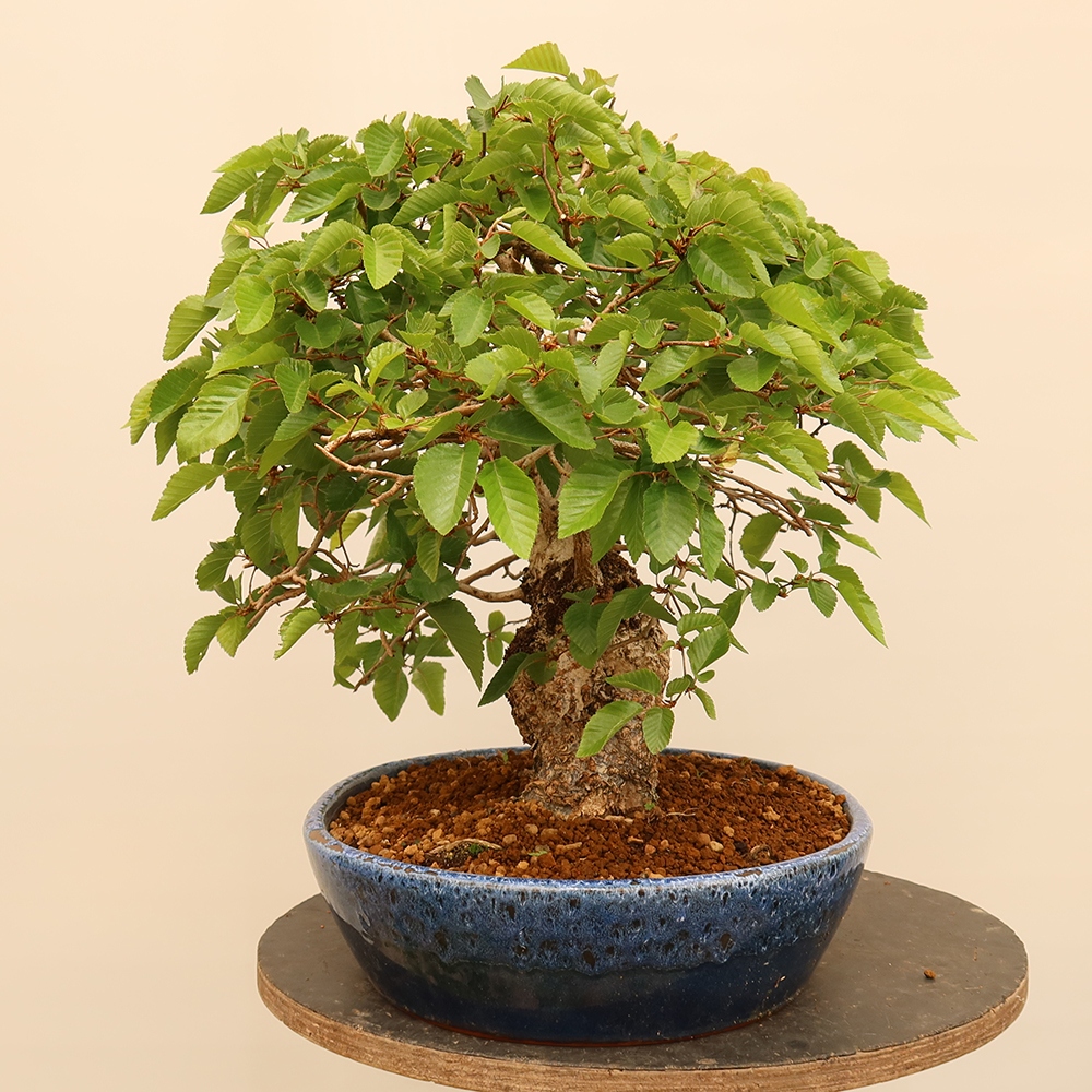 Bonsai plenerowe - Carpinus Coreana - grab koreański
