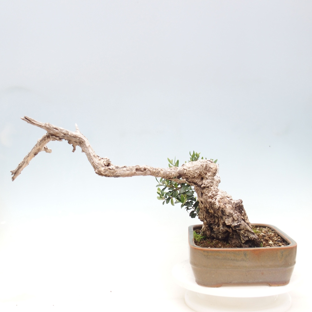 Kryte bonsai - Olea europaea sylvestris - Europejska oliwa z małych liści