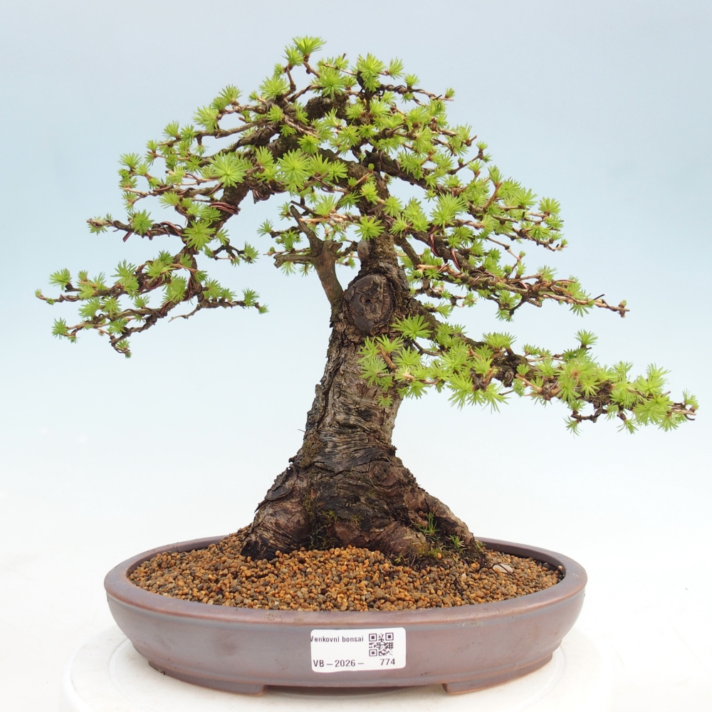 Outdoor bonsai - Larix decidua - Modrzew