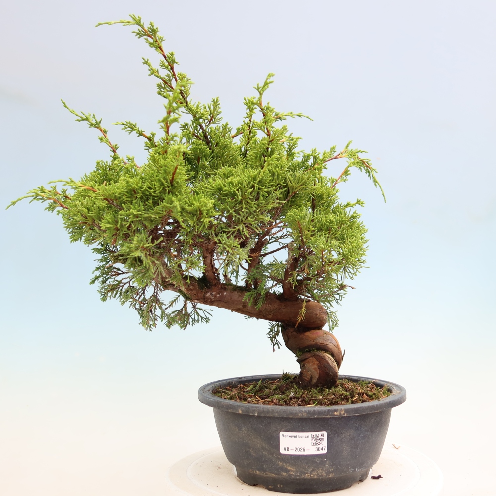 Bonsai ogrodowe – Juniperus chinensis Itoigawa – jałowiec chiński