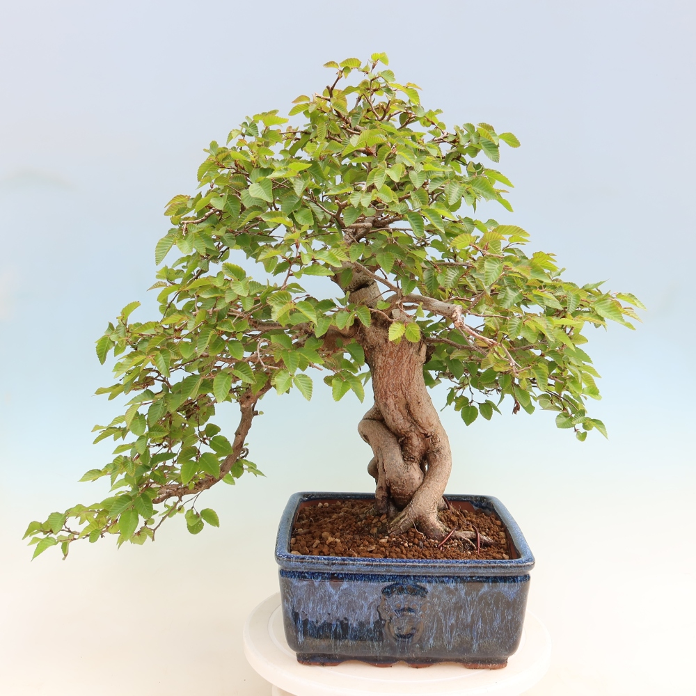 Outdoor bonsai - Carpinus coreana - grab koreański
