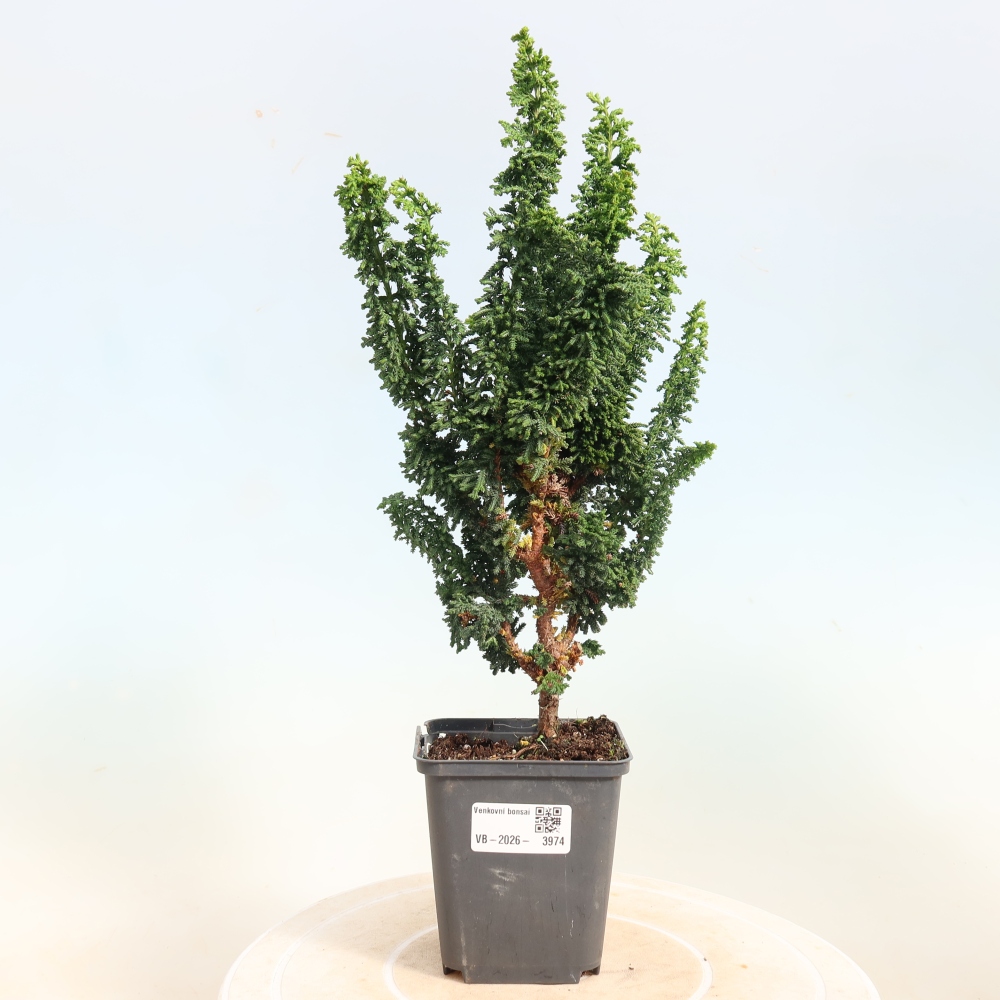 Bonsai zewnętrzne - Cham. obtusa SEKKA HINOKI - Cyprys