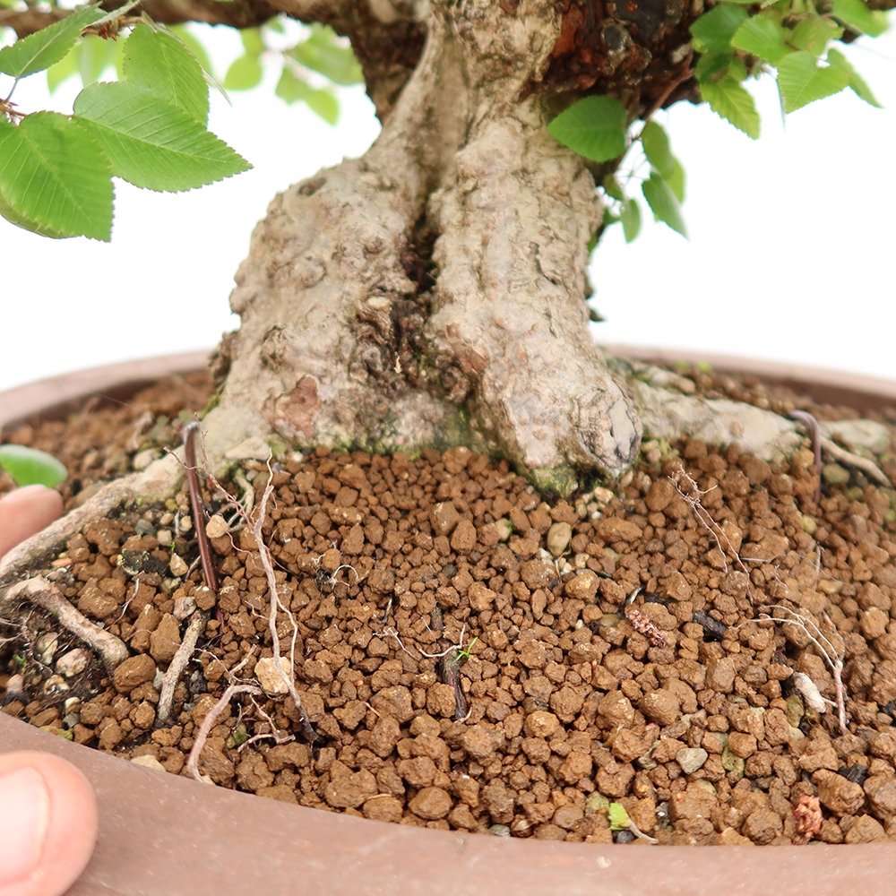 Bonsai plenerowe - Carpinus Coreana - grab koreański