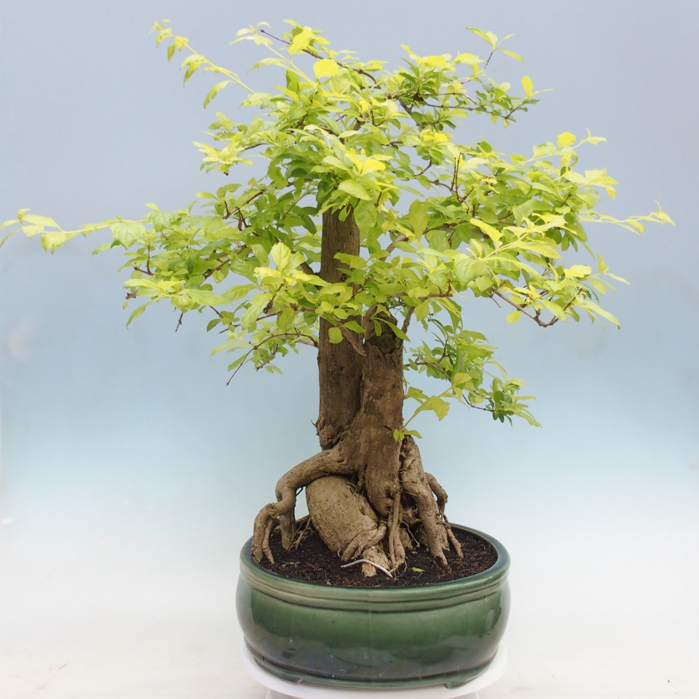 Bonsai pokojowe - Duranta erecta Aurea - WYŁĄCZNIE ODBIÓR OSOBISTY lub transport paletowy
