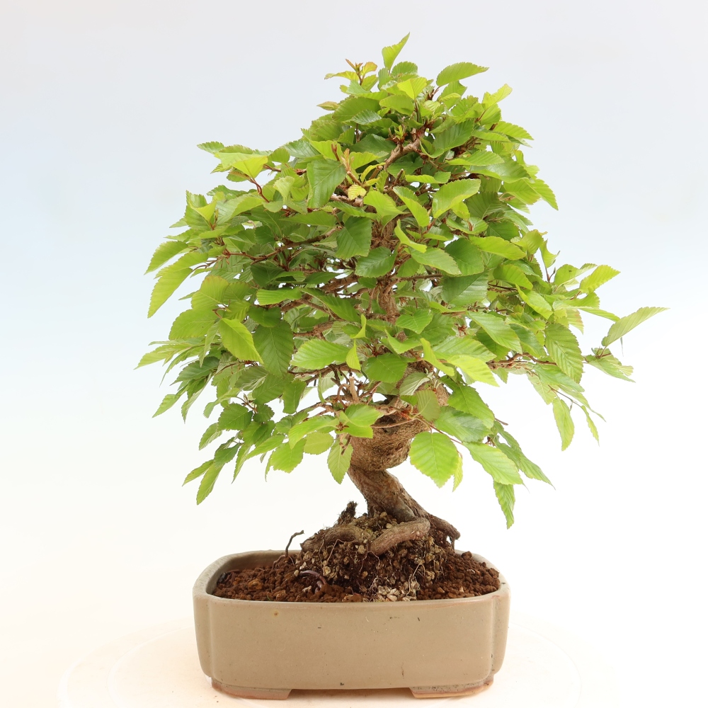 Outdoor bonsai - Carpinus coreana - grab koreański