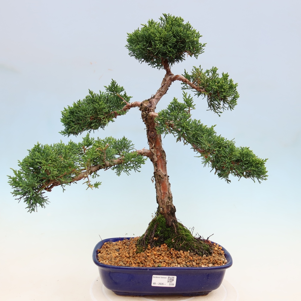 Outdoor bonsai - Juniperus chinensis Kishu