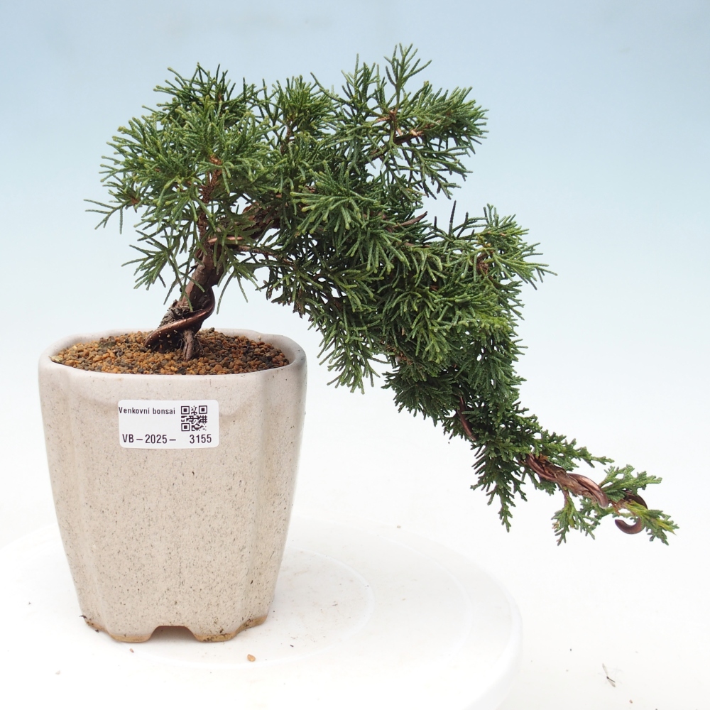Bonsai zewnętrzne - Juniperus chinensis Kishu - Jałowiec chiński