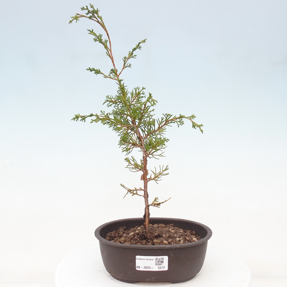 Outdoor bonsai - Juniperus chinensis Itoigawa - Jałowiec chiński
