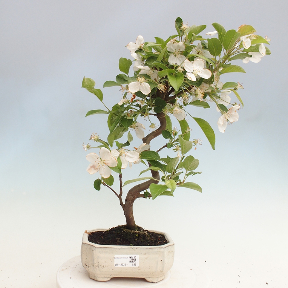 Bonsai plenerowe - Malus Halliana - Jabłoń drobnoowocowa