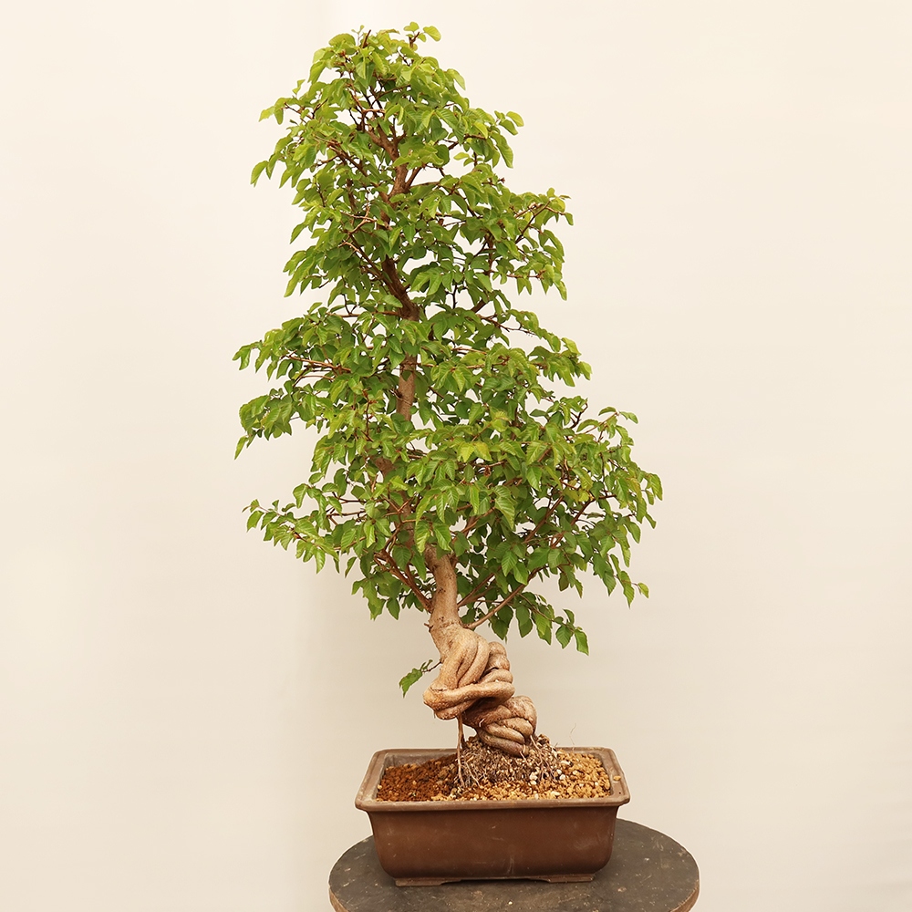 Bonsai plenerowe - Carpinus Coreana - grab koreański