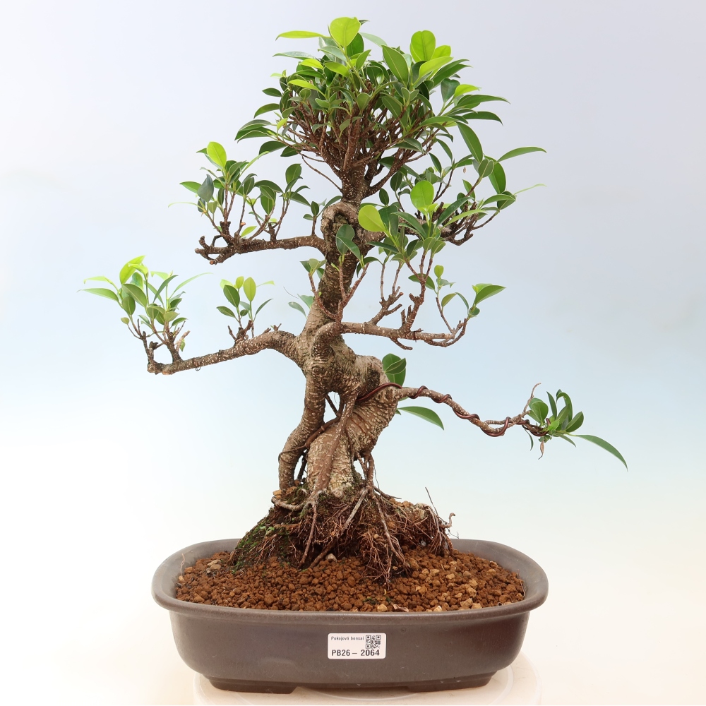 Pokój bonsai - Ficus kimmen - figowiec drobnolistny