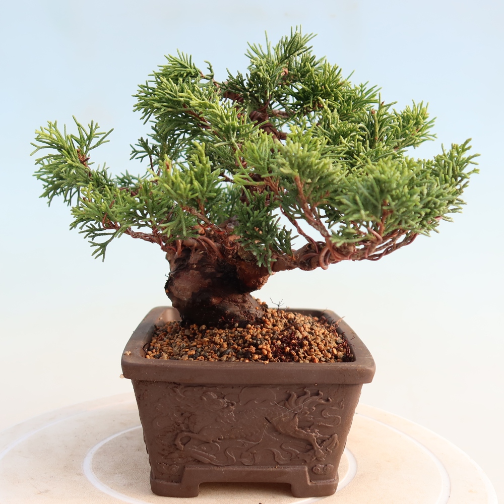 Outdoor bonsai - Juniperus chinensis Itoigawa - Jałowiec chiński