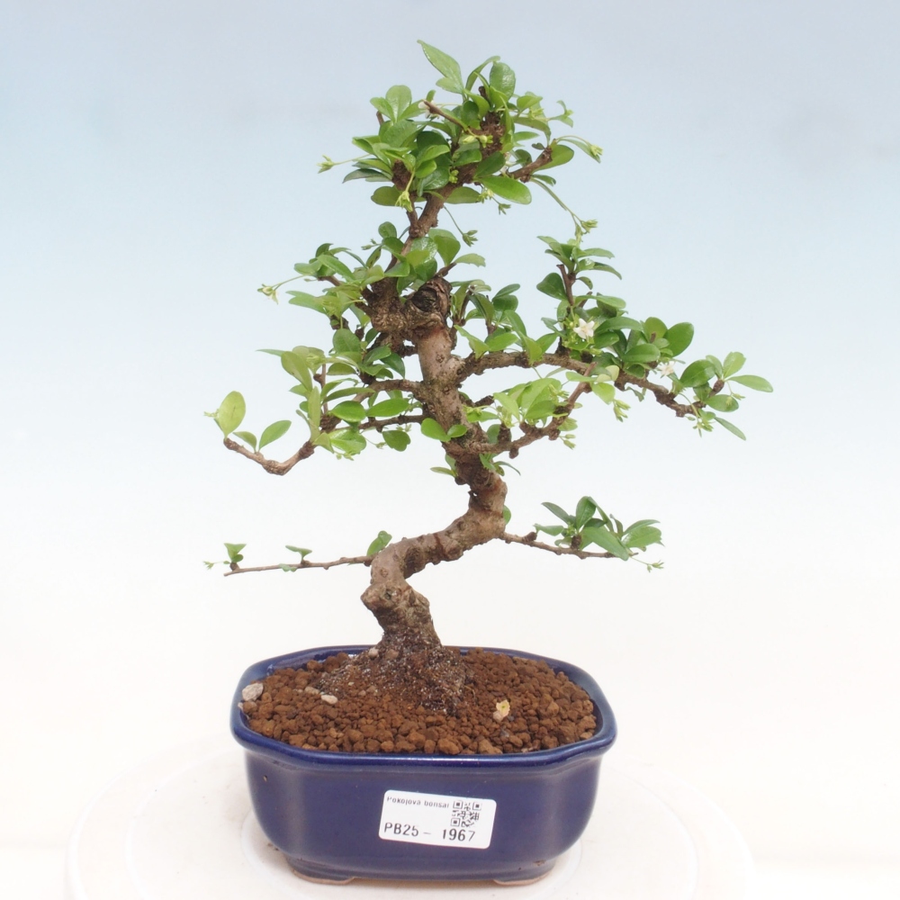 Bonsai wewnętrzne - Carmona makrophylla - Herbata Fuki